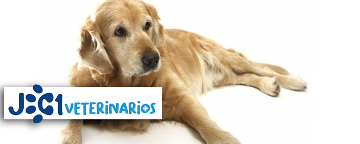 JC1 Veterinarios (Murcia) - Enfermedades Prostáticas de perros