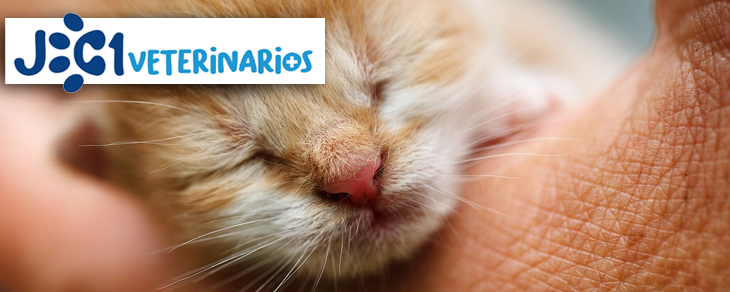 JC1 Veterinarios (Murcia) - Otitis externa en gatos