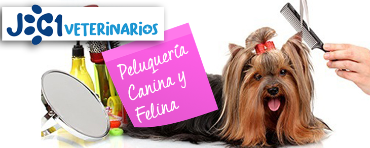 Veterinario en Murcia - peluqueria canina - JC1 Veterinarios